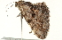  ( - BIOUG00945-H02)  @13 [ ] CreativeCommons - Attribution (2011) CBG Photography Group Centre for Biodiversity Genomics