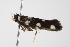  ( - BIOUG00955-A09)  @12 [ ] CreativeCommons - Attribution (2011) CBG Photography Group Centre for Biodiversity Genomics