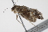  ( - BIOUG00955-B07)  @12 [ ] CreativeCommons - Attribution (2011) CBG Photography Group Centre for Biodiversity Genomics