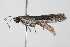  ( - BIOUG00955-D03)  @14 [ ] CreativeCommons - Attribution (2011) CBG Photography Group Centre for Biodiversity Genomics