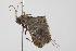  ( - BIOUG00955-D11)  @12 [ ] CreativeCommons - Attribution (2011) CBG Photography Group Centre for Biodiversity Genomics