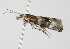  ( - BIOUG00955-H02)  @13 [ ] CreativeCommons - Attribution (2011) CBG Photography Group Centre for Biodiversity Genomics
