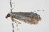  ( - BIOUG00955-H03)  @12 [ ] CreativeCommons - Attribution (2011) CBG Photography Group Centre for Biodiversity Genomics