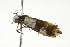  ( - BIOUG00956-A05)  @13 [ ] CreativeCommons - Attribution (2011) CBG Photography Group Centre for Biodiversity Genomics
