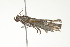  ( - BIOUG00956-D02)  @14 [ ] CreativeCommons - Attribution (2011) CBG Photography Group Centre for Biodiversity Genomics