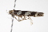  ( - BIOUG00956-H01)  @12 [ ] CreativeCommons - Attribution (2011) CBG Photography Group Centre for Biodiversity Genomics