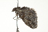  ( - BIOUG00946-A10)  @13 [ ] CreativeCommons - Attribution (2011) CBG Photography Group Centre for Biodiversity Genomics
