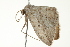  ( - BIOUG00946-B01)  @14 [ ] CreativeCommons - Attribution (2011) CBG Photography Group Centre for Biodiversity Genomics
