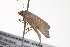 ( - BIOUG00946-C06)  @13 [ ] CreativeCommons - Attribution (2011) CBG Photography Group Centre for Biodiversity Genomics