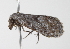  ( - BIOUG00946-D08)  @13 [ ] CreativeCommons - Attribution (2011) CBG Photography Group Centre for Biodiversity Genomics
