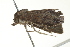  ( - BIOUG00946-F02)  @13 [ ] CreativeCommons - Attribution (2011) CBG Photography Group Centre for Biodiversity Genomics