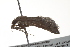  ( - BIOUG00946-F06)  @13 [ ] CreativeCommons - Attribution (2011) CBG Photography Group Centre for Biodiversity Genomics