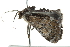  ( - BIOUG00950-D02)  @12 [ ] CreativeCommons - Attribution (2011) CBG Photography Group Centre for Biodiversity Genomics