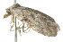  ( - BIOUG00950-H03)  @13 [ ] CreativeCommons - Attribution (2011) CBG Photography Group Centre for Biodiversity Genomics