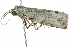  ( - BIOUG00951-G01)  @13 [ ] CreativeCommons - Attribution (2011) CBG Photography Group Centre for Biodiversity Genomics