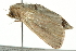  ( - BIOUG00952-E03)  @13 [ ] CreativeCommons - Attribution (2011) CBG Photography Group Centre for Biodiversity Genomics