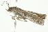  ( - BIOUG00952-G07)  @14 [ ] CreativeCommons - Attribution (2011) CBG Photography Group Centre for Biodiversity Genomics