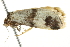  ( - BIOUG00957-A02)  @13 [ ] CreativeCommons - Attribution (2011) CBG Photography Group Centre for Biodiversity Genomics