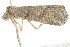  ( - BIOUG00958-C02)  @13 [ ] CreativeCommons - Attribution (2011) CBG Photography Group Centre for Biodiversity Genomics