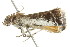  ( - BIOUG00958-G01)  @13 [ ] CreativeCommons - Attribution (2011) CBG Photography Group Centre for Biodiversity Genomics