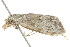  ( - BIOUG00958-H07)  @13 [ ] CreativeCommons - Attribution (2011) CBG Photography Group Centre for Biodiversity Genomics