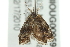  ( - BIOUG00959-A11)  @13 [ ] CreativeCommons - Attribution (2011) CBG Photography Group Centre for Biodiversity Genomics