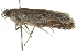  ( - BIOUG00959-B06)  @12 [ ] CreativeCommons - Attribution (2011) CBG Photography Group Centre for Biodiversity Genomics