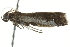  ( - BIOUG00959-D10)  @13 [ ] CreativeCommons - Attribution (2011) CBG Photography Group Centre for Biodiversity Genomics