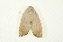  (Cryptophasa sp. ANIC57 - BIOUG00961-C11)  @13 [ ] CreativeCommons - Attribution (2011) CBG Photography Group Centre for Biodiversity Genomics