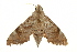  ( - BIOUG00961-E03)  @12 [ ] CreativeCommons - Attribution (2011) CBG Photography Group Centre for Biodiversity Genomics