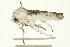  (Cryptophasa albacosta PS1 - BIOUG00961-H01)  @11 [ ] CreativeCommons - Attribution (2011) CBG Photography Group Centre for Biodiversity Genomics
