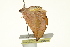  ( - BIOUG00961-H08)  @12 [ ] CreativeCommons - Attribution (2011) CBG Photography Group Centre for Biodiversity Genomics