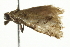  ( - BIOUG00960-F06)  @12 [ ] CreativeCommons - Attribution (2011) CBG Photography Group Centre for Biodiversity Genomics