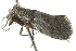  ( - BIOUG00960-G01)  @12 [ ] CreativeCommons - Attribution (2011) CBG Photography Group Centre for Biodiversity Genomics