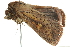  ( - BIOUG00962-E10)  @13 [ ] CreativeCommons - Attribution (2011) CBG Photography Group Centre for Biodiversity Genomics