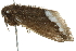  ( - BIOUG00963-B09)  @12 [ ] CreativeCommons - Attribution (2011) CBG Photography Group Centre for Biodiversity Genomics