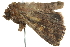  ( - BIOUG00963-D08)  @13 [ ] CreativeCommons - Attribution (2011) CBG Photography Group Centre for Biodiversity Genomics