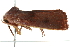  ( - BIOUG00963-F01)  @14 [ ] CreativeCommons - Attribution (2011) CBG Photography Group Centre for Biodiversity Genomics