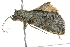  ( - BIOUG00963-H02)  @12 [ ] CreativeCommons - Attribution (2011) CBG Photography Group Centre for Biodiversity Genomics