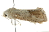 ( - BIOUG00964-D05)  @12 [ ] CreativeCommons - Attribution (2011) CBG Photography Group Centre for Biodiversity Genomics