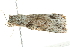  ( - BIOUG00964-D11)  @13 [ ] CreativeCommons - Attribution (2011) CBG Photography Group Centre for Biodiversity Genomics