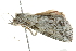  ( - BIOUG00964-H02)  @13 [ ] CreativeCommons - Attribution (2011) CBG Photography Group Centre for Biodiversity Genomics