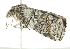  ( - BIOUG00979-H11)  @13 [ ] CreativeCommons - Attribution (2011) CBG Photography Group Centre for Biodiversity Genomics
