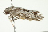  ( - BIOUG00982-B06)  @12 [ ] CreativeCommons - Attribution (2011) CBG Photography Group Centre for Biodiversity Genomics