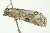  ( - BIOUG00982-B07)  @13 [ ] CreativeCommons - Attribution (2011) CBG Photography Group Centre for Biodiversity Genomics