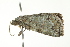  ( - BIOUG00982-D04)  @13 [ ] CreativeCommons - Attribution (2011) CBG Photography Group Centre for Biodiversity Genomics