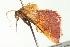  ( - BIOUG00982-E10)  @12 [ ] CreativeCommons - Attribution (2011) CBG Photography Group Centre for Biodiversity Genomics