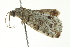  ( - BIOUG00982-F10)  @13 [ ] CreativeCommons - Attribution (2011) CBG Photography Group Centre for Biodiversity Genomics
