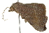 ( - BIOUG00983-E09)  @13 [ ] CreativeCommons - Attribution (2011) CBG Photography Group Centre for Biodiversity Genomics