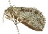  ( - BIOUG00984-A03)  @12 [ ] CreativeCommons - Attribution (2011) CBG Photography Group Centre for Biodiversity Genomics